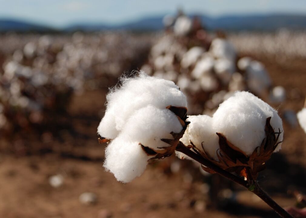 #8. Cotton